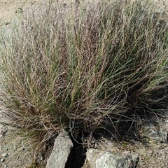Poa labillardierei at Cooma, NSW - 9 Oct 2025 by mahargiani