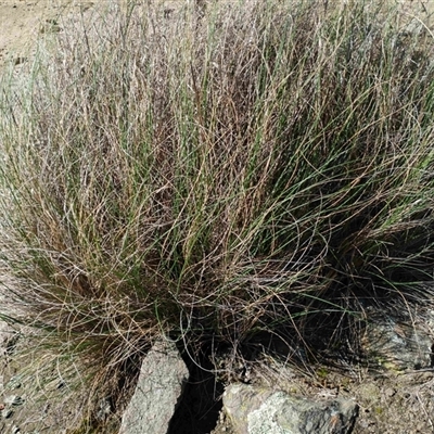 Poa labillardierei at Cooma, NSW - 9 Oct 2025 by mahargiani