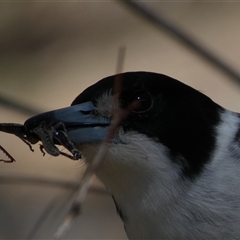 Cracticus torquatus (Grey Butcherbird) at Jerrabomberra, NSW - 12 Sep 2025 by SteveBorkowskis