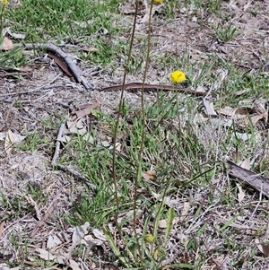 Craspedia variabilis at Whitlam, ACT - 6 Oct 2025 by sangio7