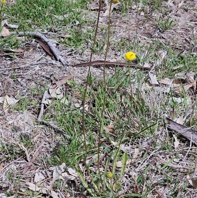 Craspedia variabilis at Whitlam, ACT - 6 Oct 2025 by sangio7