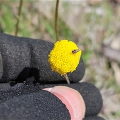 Craspedia variabilis at Whitlam, ACT - suppressed