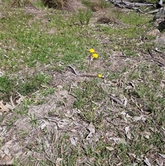 Craspedia variabilis at Whitlam, ACT - suppressed