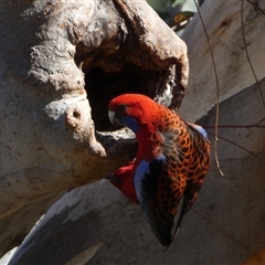 Platycercus elegans (Crimson Rosella) at Jerrabomberra, NSW - 12 Sep 2025 by SteveBorkowskis
