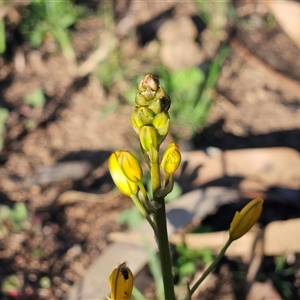 Bulbine bulbosa by sangio7