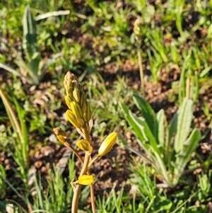 Bulbine bulbosa by sangio7