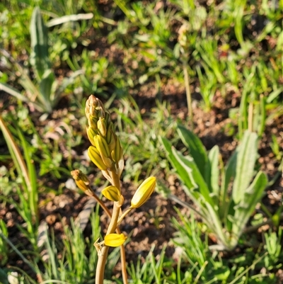 Bulbine bulbosa (Golden Lily, Bulbine Lily) at Hawker, ACT - 6 Oct 2025 by sangio7