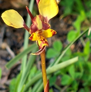 Diuris chryseopsis by sangio7