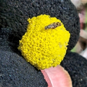 Austrotephritis poenia by sangio7