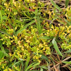 Montia fontana at Hawker, ACT - 7 Oct 2025 by sangio7