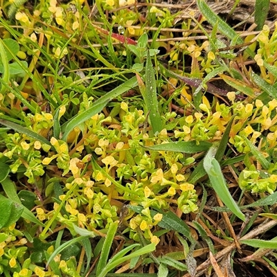Montia fontana at Hawker, ACT - 7 Oct 2025 by sangio7