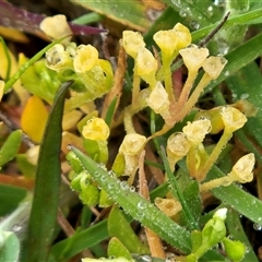 Montia fontana at Hawker, ACT - 7 Oct 2025 09:23 AM