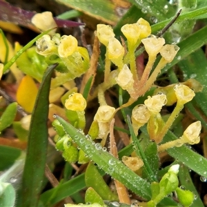 Montia fontana at Hawker, ACT - 7 Oct 2025 09:23 AM