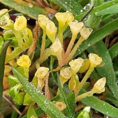 Montia fontana at Hawker, ACT - 7 Oct 2025 09:23 AM