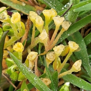 Montia fontana at Hawker, ACT - 7 Oct 2025 09:23 AM