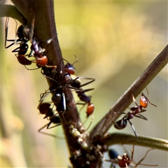 Iridomyrmex purpureus at Parkes, ACT - Yesterday by Hejor1