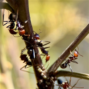 Iridomyrmex purpureus at Parkes, ACT - Today by Hejor1