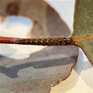 Lepidoptera unclassified IMMATURE at Braddon, ACT - Today by Hejor1