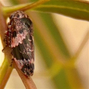 Scolypopa australis at Russell, ACT - Today by Hejor1