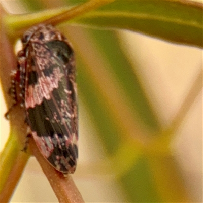 Scolypopa australis at Russell, ACT - Yesterday by Hejor1