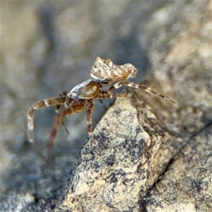 Philoponella congregabilis at Russell, ACT - Today by Hejor1
