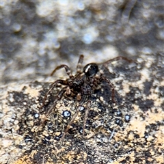 Artoria sp. (genus) at Russell, ACT - Yesterday by Hejor1