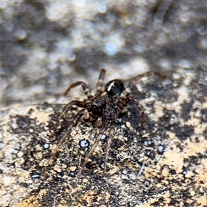 Artoria sp. (genus) at Russell, ACT - Today by Hejor1