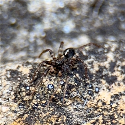 Artoria sp. (genus) at Russell, ACT - Yesterday by Hejor1
