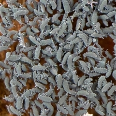 Hypogastrura sp. (genus) (A Springtail) at Throsby, ACT - Yesterday by davidcunninghamwildlife