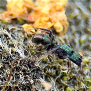 Rhytidoponera metallica at Russell, ACT - Today by Hejor1