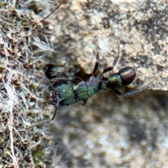 Rhytidoponera metallica at Russell, ACT - 9 Oct 2025 06:00 PM