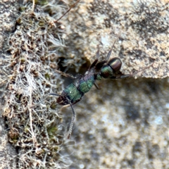 Rhytidoponera metallica at Russell, ACT - 9 Oct 2025 06:00 PM