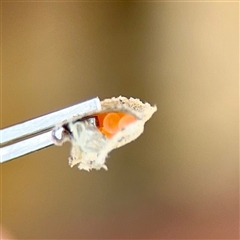 Lepidoptera unclassified IMMATURE (caterpillar or pupa or cocoon) at Russell, ACT - Yesterday by Hejor1