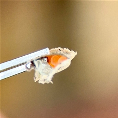 Lepidoptera unclassified IMMATURE (caterpillar or pupa or cocoon) at Russell, ACT - Yesterday by Hejor1