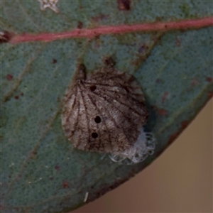 Glycaspis sp. (genus) at Russell, ACT - Today by Hejor1