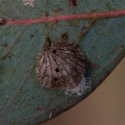 Glycaspis sp. (genus) at Russell, ACT - Yesterday by Hejor1