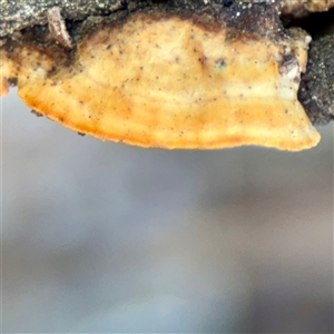 Truncospora ochroleuca at Parkes, ACT - Today by Hejor1