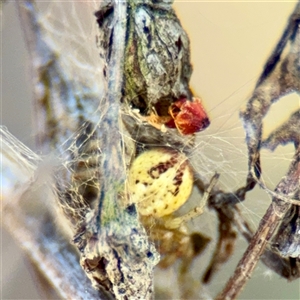 Australomimetus sp. (genus) at Russell, ACT - Today by Hejor1