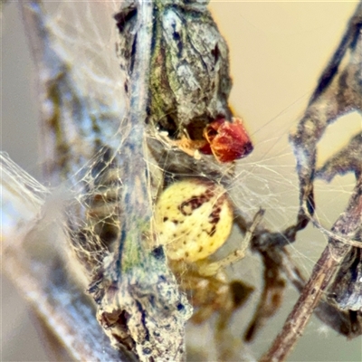 Australomimetus sp. (genus) at Russell, ACT - Yesterday by Hejor1