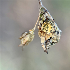 Araneus sp. (genus) at Russell, ACT - Today by Hejor1