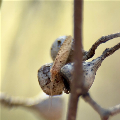 Micromus tasmaniae at Parkes, ACT - Yesterday by Hejor1