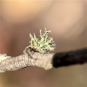 Usnea sp. (genus) at Parkes, ACT - Today by Hejor1