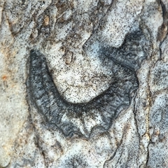 Brachiopoda (phylum) fossil at Throsby, ACT - Yesterday by davidcunninghamwildlife