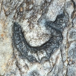 Brachiopoda (phylum) fossil at Throsby, ACT - Today by davidcunninghamwildlife