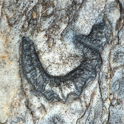 Brachiopoda (phylum) fossil at Throsby, ACT - Yesterday by davidcunninghamwildlife