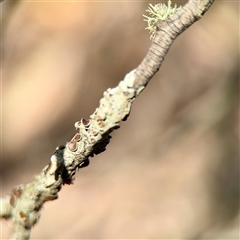Flavoparmelia rutidota at Parkes, ACT - Yesterday by Hejor1