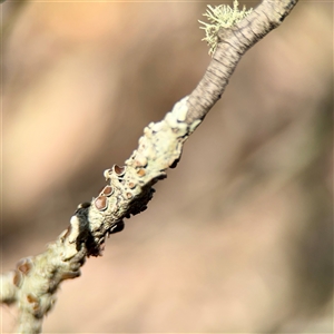 Flavoparmelia rutidota at Parkes, ACT - Today by Hejor1