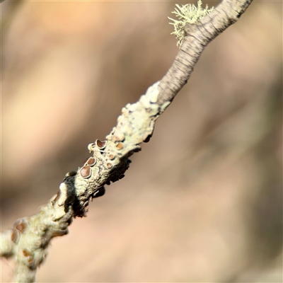 Flavoparmelia rutidota at Parkes, ACT - Yesterday by Hejor1