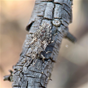 Alcaeus varicornis at Parkes, ACT - Today by Hejor1