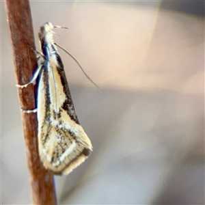 Thema (genus) at Campbell, ACT - Today by Hejor1